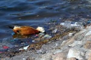 Ganga river pollution
